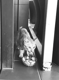 High angle view of cat sitting by door