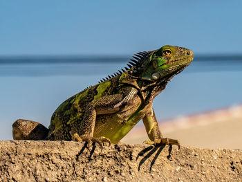 Iguana chilling in the sun