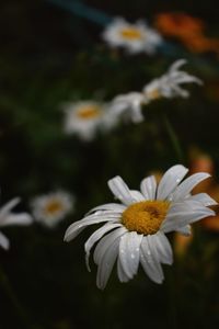 Close-up of white daisy