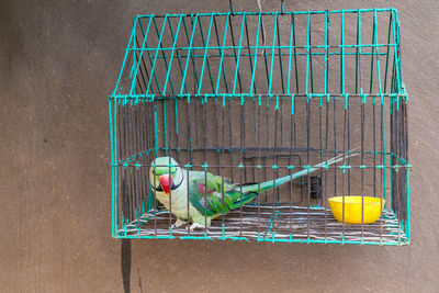Bird perching on metal in cage