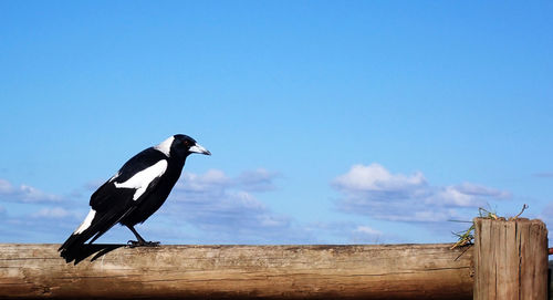 Low angle view of bird perching on wooden fence against sky