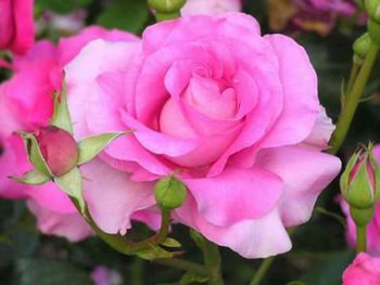 Close-up of pink rose