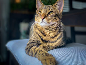 Close-up of a cat looking away