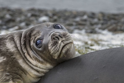 Close-up portrait of seal