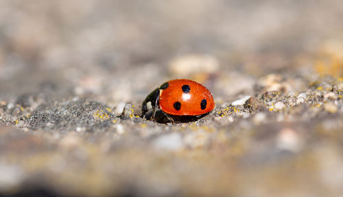 Close-up of ladybug on leaf