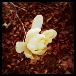 Close-up of white flowers blooming outdoors