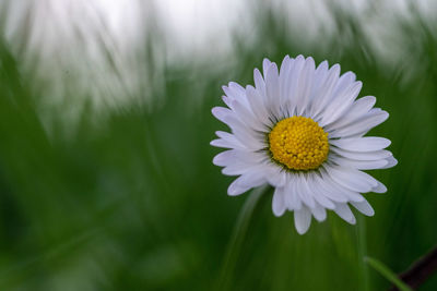 Close-up of white daisy flower