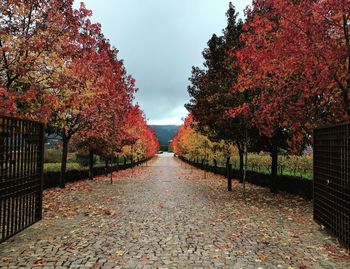 Trees in park against sky