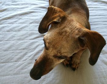 Close-up of dog lying on bed