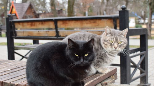 Portrait of a cat