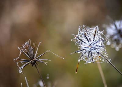 Close-up of frozen plant