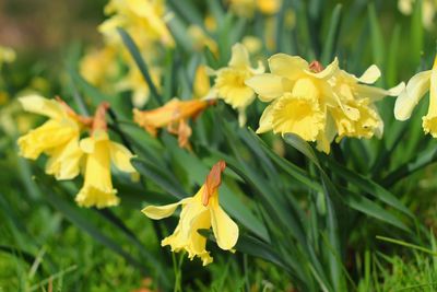 Close-up of yellow flowering plant
