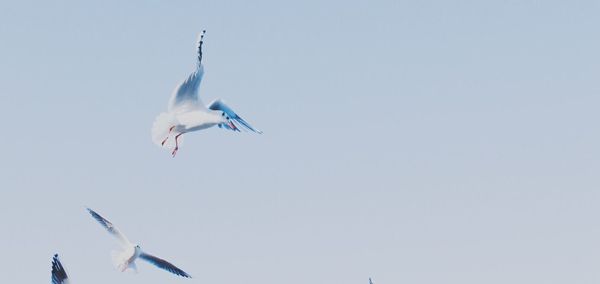 Low angle view of seagulls flying against clear sky