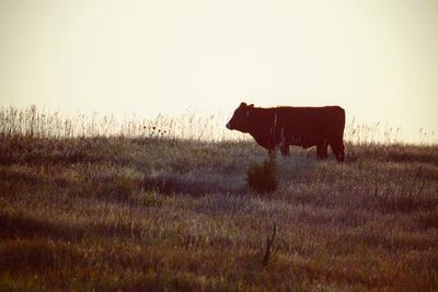 Cow grazing on field