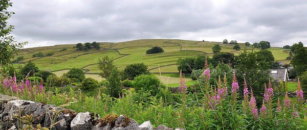 Scenic view of flowering plants on field against sky