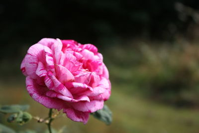 Close-up of pink rose