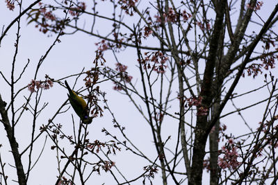 Low angle view of bird perching on tree against sky