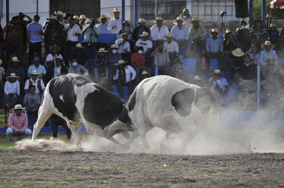 Traditional bullfights that take place in the city of arequipa, peru