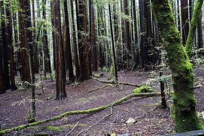 Trees growing in forest