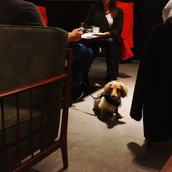 Dog sitting on chair at table