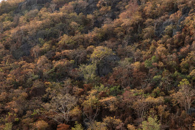 High angle view of trees in forest