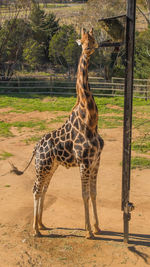 Horse standing on field against trees at zoo