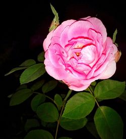 Close-up of pink rose against black background