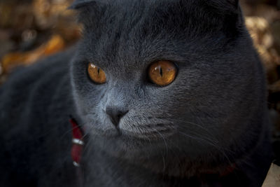 Close-up portrait of a cat