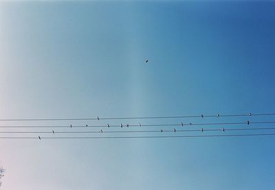 Low angle view of birds flying against clear blue sky