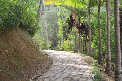 Footpath amidst trees in forest