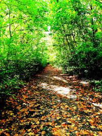 Trees in forest during autumn