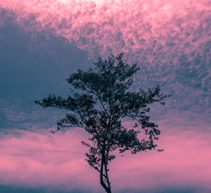 Low angle view of tree at sunset