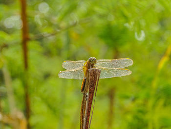 Close-up of dragonfly on plant