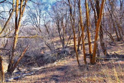 Bare trees in forest