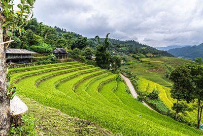 Scenic view of agricultural field against sky