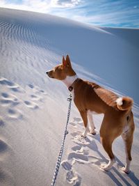 Dog with dog in background