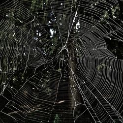 Close-up of spider web