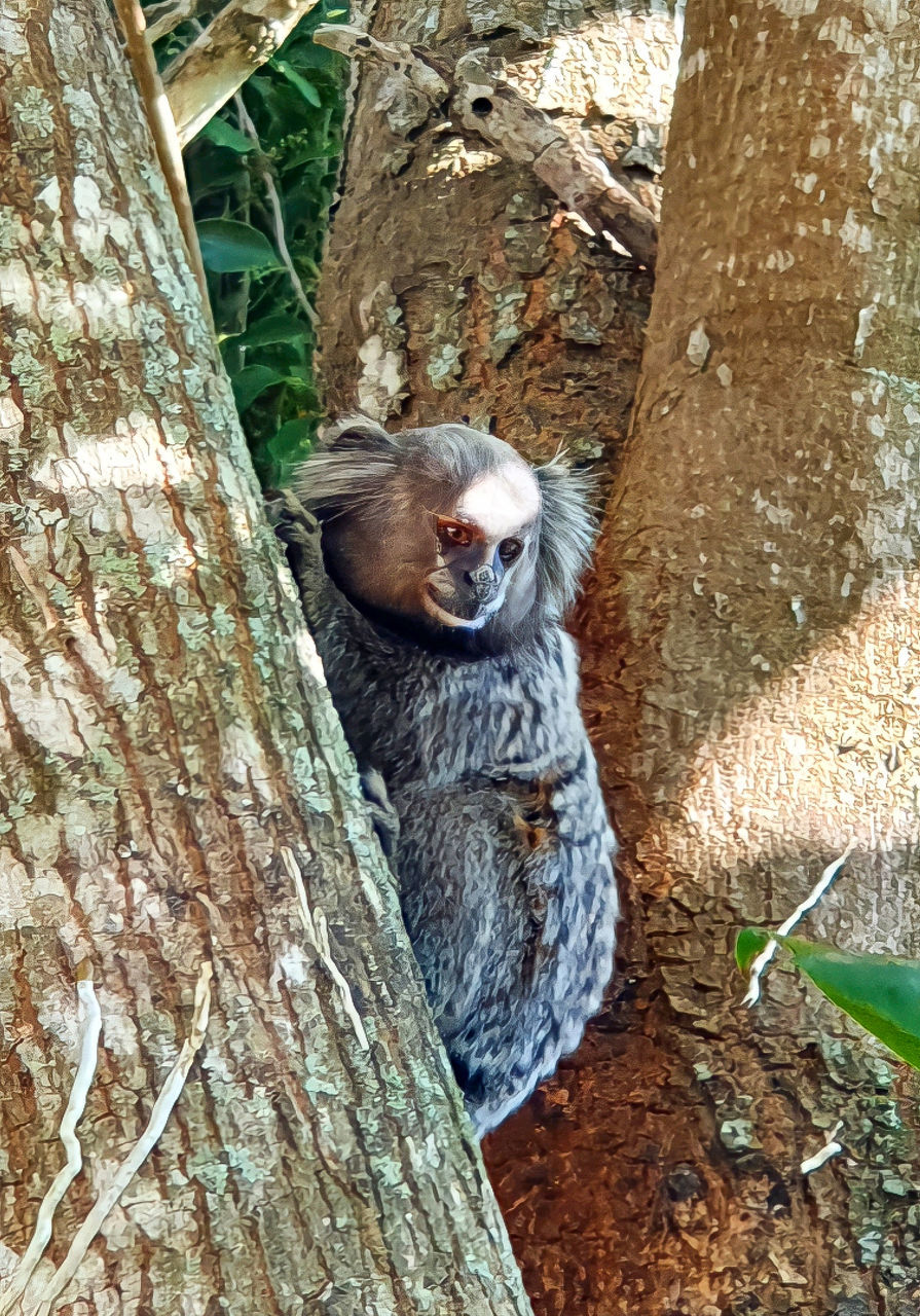 animal themes, animal, one animal, mammal, tree, tree trunk, trunk, animal wildlife, wildlife, day, plant, nature, no people, outdoors, relaxation, high angle view, wood, branch, land, zoo, primate, domestic animals, looking at camera