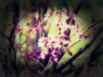 Close-up of pink flowers