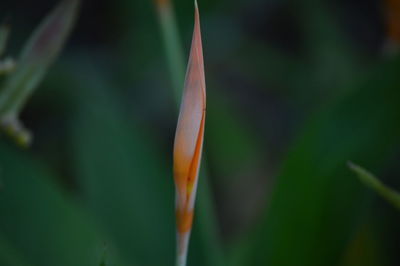 Close-up of flower against blurred background
