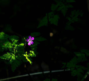 Close-up of pink flowering plant