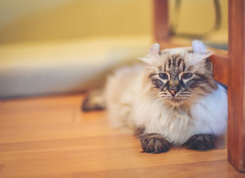 Portrait of kitten sitting on floor