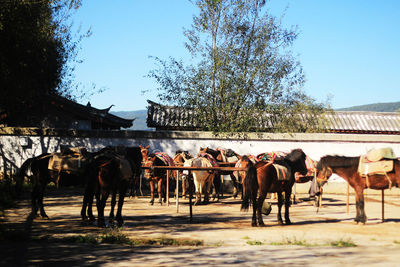 Group of horses in ranch