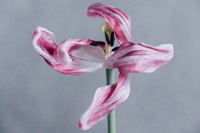 Close-up of flower