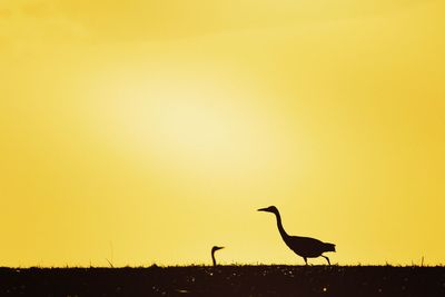 Silhouette bird on a field