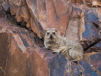 Portrait of rock hyrax looking at camera