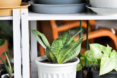 Close-up of potted plant at home