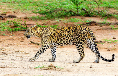 Wild animal in a desert