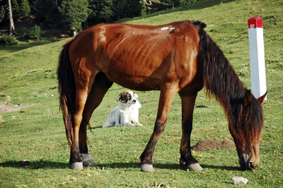 There is a brownish red wild horse and a lovely white sheepdog on the beautiful green grassland