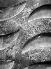 Close-up of fish for sale